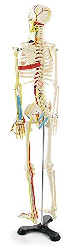 mLabs Human Skeleton Model with Nerves and Blood Vessels 80 cm (B07H5LMHVF) Amazon Price History, Amazon Price Tracker