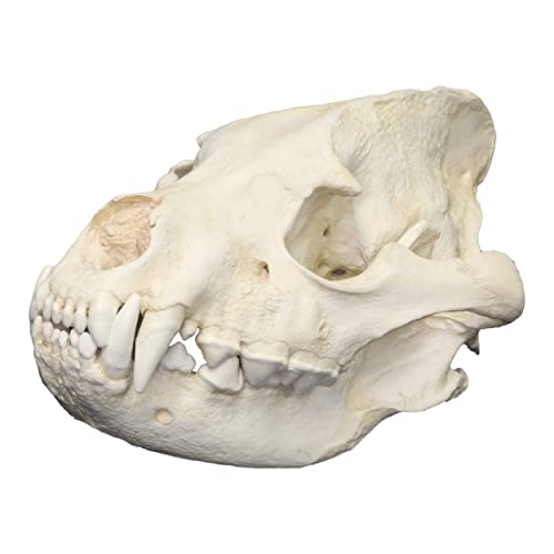 Striped Hyena Skull (Teaching Quality Replica)