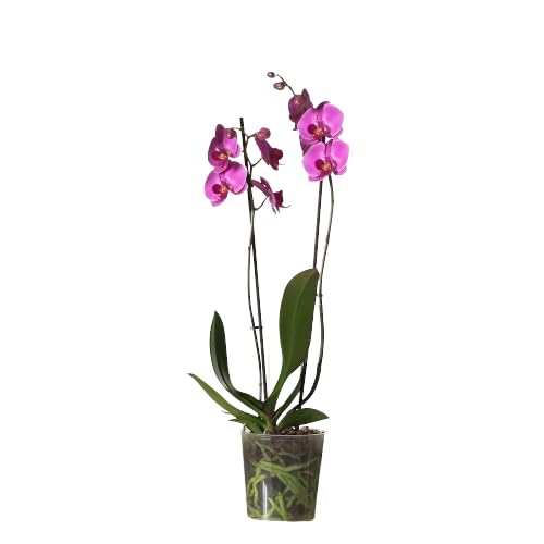 Orquídea Phalaenopsis Natural Flores Exóticas para Decorar tu Hogar