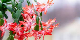 Jm Bamboo Red Christmas Cactus Plant In 6'' Pot |Zygocactus| Holiday's Plants #TOP1