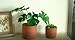 Thirtypot 4.6 + 6 Inch Terracotta Succulent Planter Pots Round Clay Pots with Drainage for Indoor Plants Set of 2