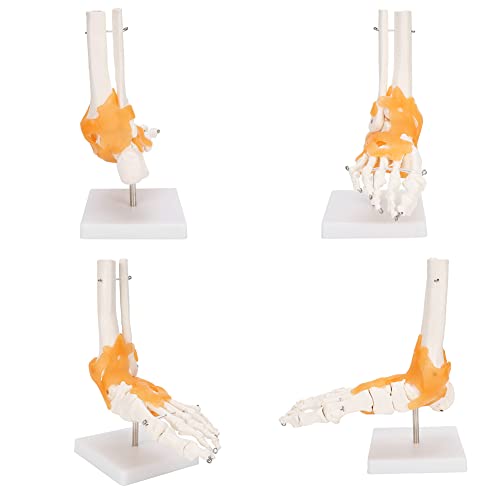 ZJchao Modelo de articulação do pé, 1:1 pé humano estrutura de esqueleto de osso de tornozelo com li
