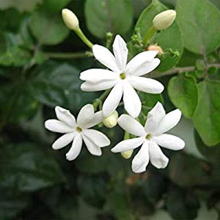 Harshringar Live Plant Shukla Parijaat Harsingar Ka Podha Coral Jasmine Night Flowering (B09D8HR2HR) Amazon Price History, Amazon Price Tracker