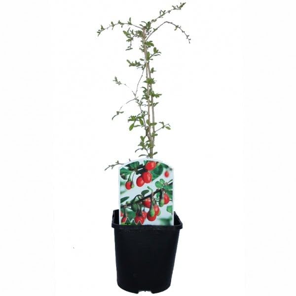Goji (maceta 2 litros) - Arbusto frutal vivo
