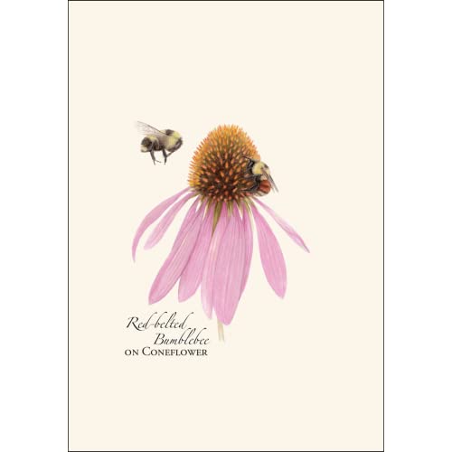 Image of Earth Sky + Water - Bumblebee Assortment Notecard Set - 8 Blank Cards with Envelopes (2 each of 4 styles)