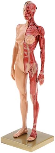 LUAMY 11インチ 男性 女性 人間筋肉構造モデル 模型 スキンカラー 研究室用品 人間解剖図