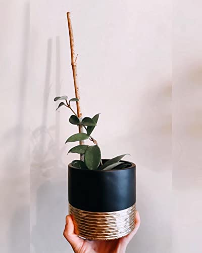 Potey Cement Planters Pots For Plants Indoor - 5 Inch Concrete Succulent Flowerpot Bonsai Container With Drainage Holes 5549B, Set Of 2, Plant Not Included #TOP4