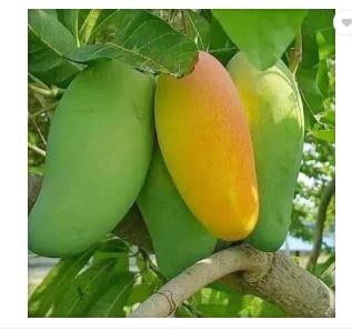 Ss Trading Company All Time Mango Live Plant Healthy Plant