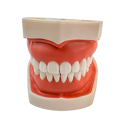 Standard Tooth Model with 28 Screw-in Teeth Standard Typodont Teeth Model