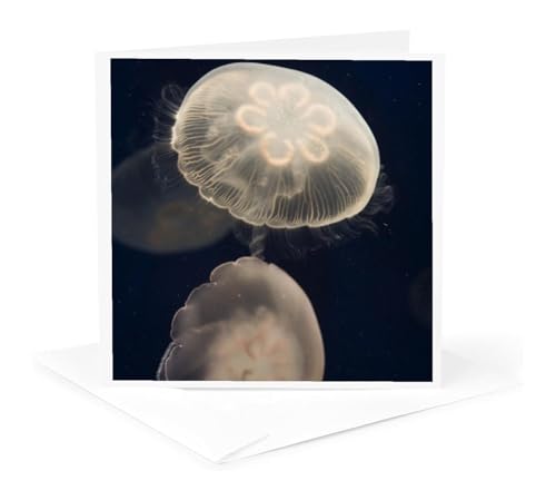 Danita Delimont ? Jelly Fish ? Moon Jelly FishAg[xCفAJtHjA ? us05 jgs0131 ? Jim Goldstein ? O[eBOJ[h Individual Greetin