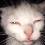 yonamo winterthur  yono