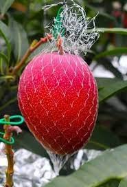 Green Garden Shop All Time Grafted Mango Live Plant Healthy & Fresh Most Expensive Variety Gives Fruit Round the Year Size 1.5 to 2 feet (B0BQFFPBDS) Amazon Price History, Amazon Price Tracker