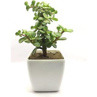 (Om Shree Nursery) Good Luck Jade Plant With Nursery Pot for Office use. (B09PL8HGV5) Amazon Price History, Amazon Price Tracker