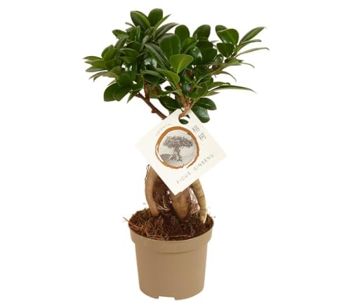 Garden Center Shop | Bonsái Ficus Microcarpa Ginseng M9 30 cm | Planta de Interior Elegante | Bonsái de Ficus Resistente y Fácil Cuidado | Toque Zen Natural