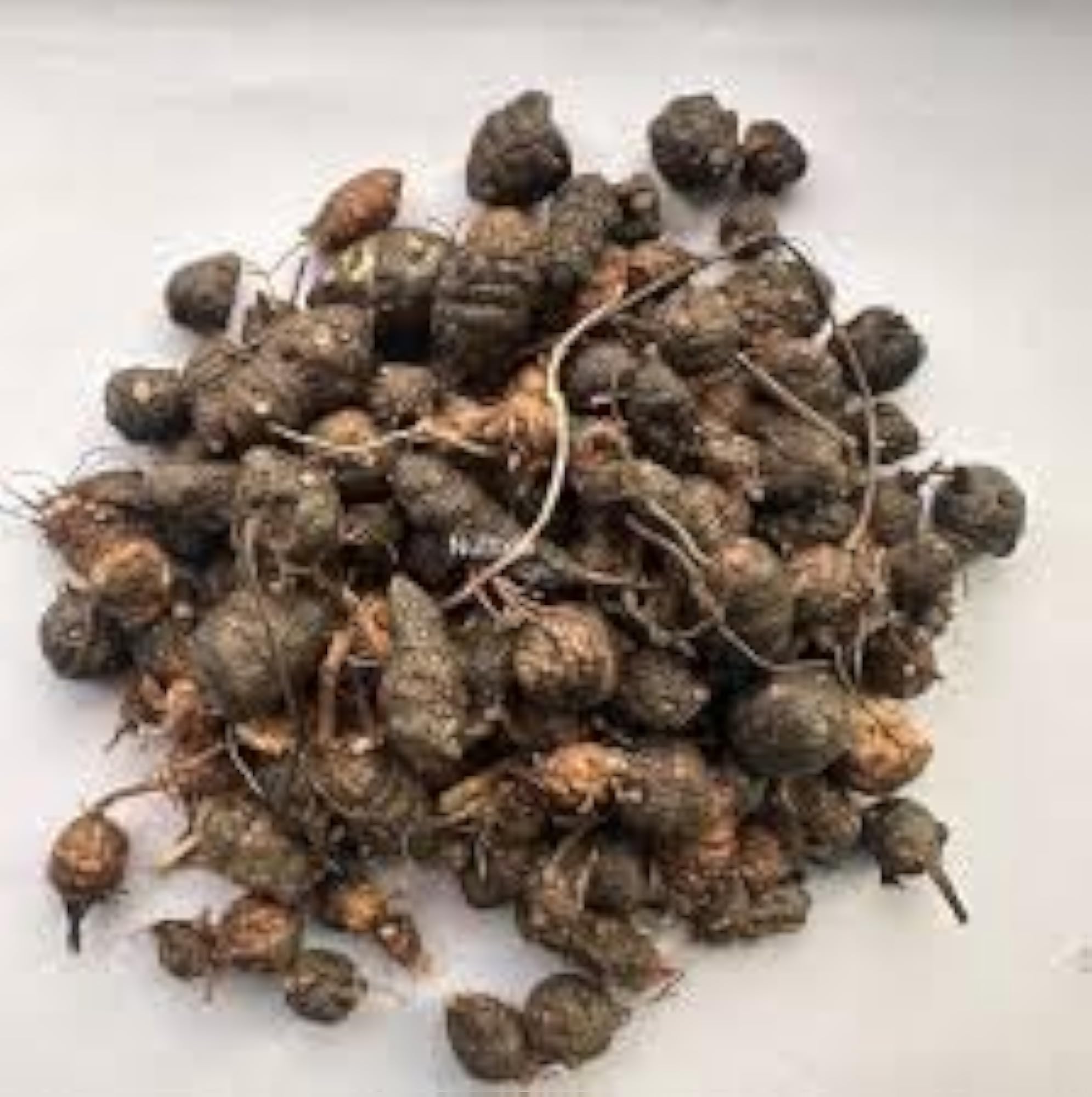 Kritanjali Nagarmotha Root (Raw) for Natural Health