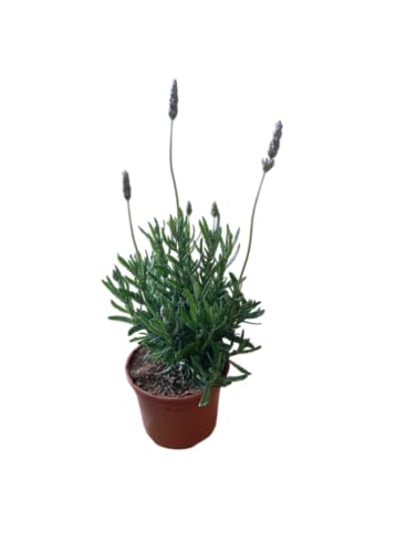 Planta de Lavanda Natural Hierba Resistente con Aroma Intenso