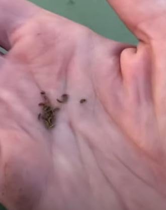 Perennial 20+ Skirret Seeds Zones 4-9 Organic