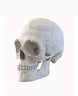 DAN MODELS 16003 - 1/16 Human Skulls. 4 Things, Scale Plastic Model kit