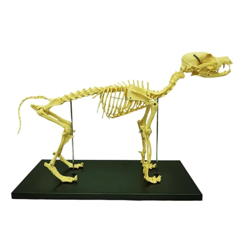 Intbuying S220274FBA Pvc Canine Skeleton Bone Model 19.3 Inchx7.9 Inchx13.8 Inch Standard Size Medical Anatomical Canine Dog Skeleton Model Display Lab Teach Veterinary Animals Animal Anatomical Model cover