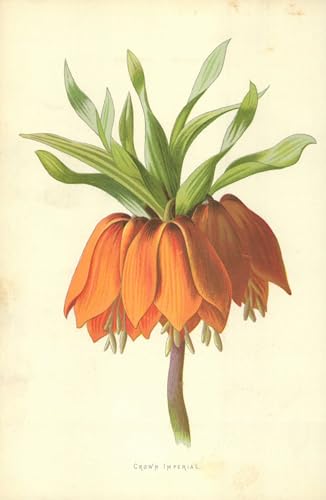Tableau Couronne impériale Frederick Edward Hulme 60x90cm poster mural pour chambre