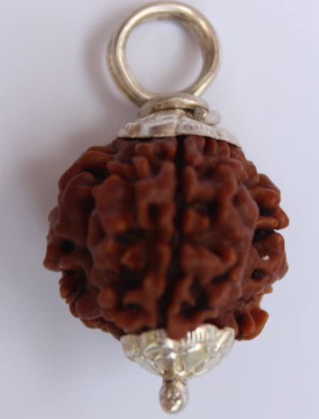 Astro Cart 3 Mukhi Rudraksha Nepali Pure Teen Mukhi Rudraksh तीन मुखी रुद्राक्ष 3 Face Rudraksha Original Certified 3 मुखी रुद्राक्ष Brown Holy Beads for Men & Women