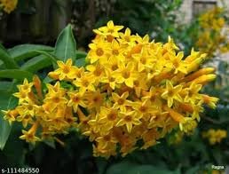 Gislenus-Jasmine Yellow Flower Plant (Rat Ki Rani) Plant 1 Healthy plant with Pot (B0CKVJJD2P) Amazon Price History, Amazon Price Tracker