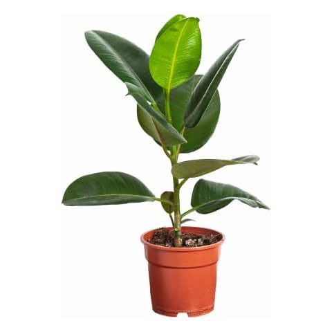 Botanicly Indoor Plant - Rubber Tree - Height 55cm - Ficus Elastica Robusta Cover