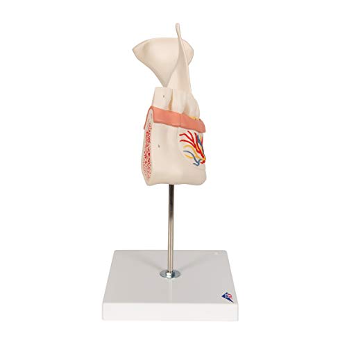 Image of 3B Scientific D25 6 Part Half Lower Jaw Model, 3 Times Full-Size, 13.8 inch x 7.1 inch x 14.2 inch