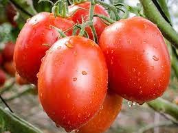 Ritz Farming� Imported vegetable Tomato ablong F1 Hybrid seeds For YourGarden and home gardening (Pack Of 70-80 Seeds) (B0BNQ4VSBY) Amazon Price History, Amazon Price Tracker