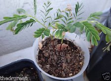 15 Mexican i semi di tamarindo, Tamarindus indica, Agua De Tamarindo, Bean Pod frutta