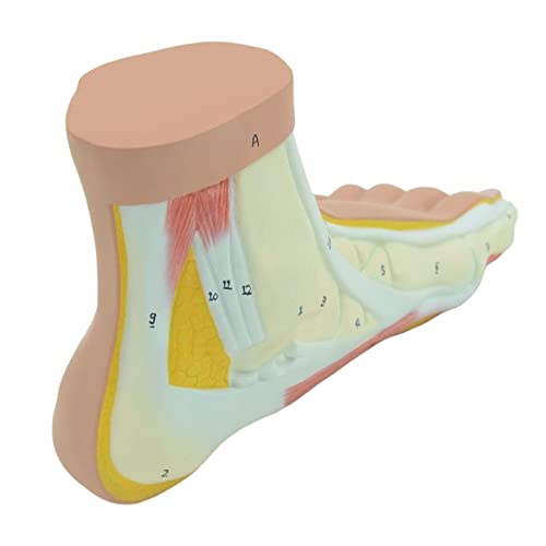 AMLESO Simulation Human Foot Model with Ligament, Bones, Muscle Details Arched Foot Model Study Mode