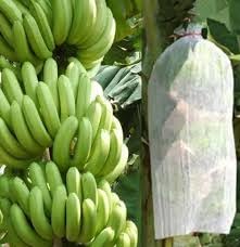 Siddhi Crop Protection Cover Banana Bunch Tubing Cover 17 GSM (pack of 1) (200 m)-picture-30