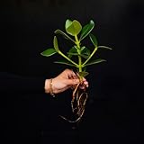 Steckling im Wasser | Clusia rosea Princess | 32cm