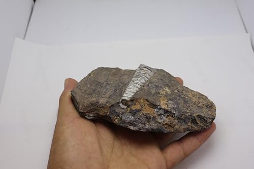 Image of Natural Orthoceras Fossil from Devonian Period Fossil from Morocco A309