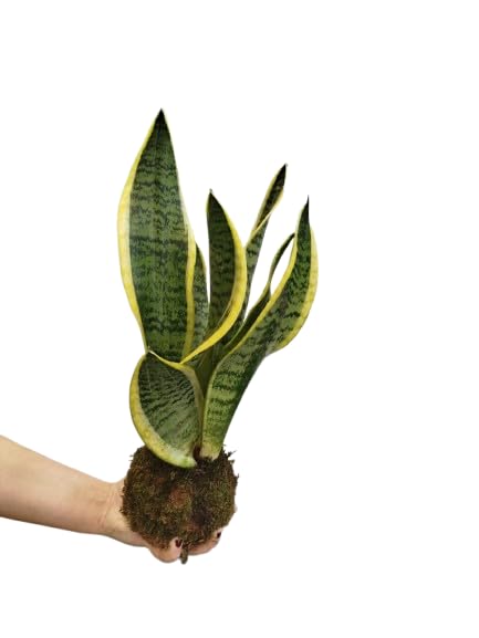 Sansevieria Laurentii en Kokedama – Planta Serpiente – Fácil Cuidado – DECOALIVE