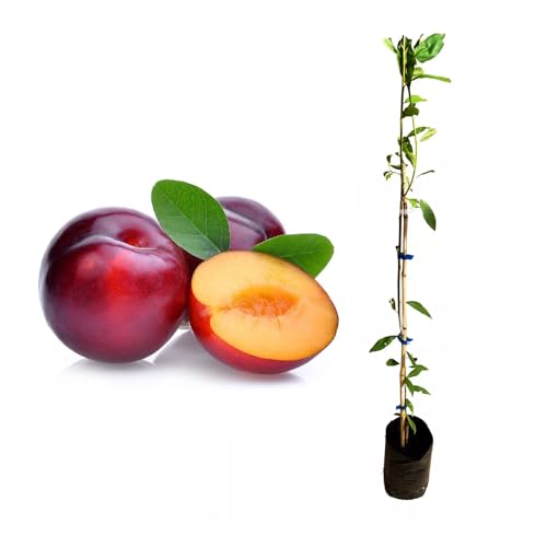 Genérico, Muda de Ameixa Roxa 50 a 80cm AMK - Plantas Online