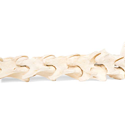 Image of 3B Scientific GmbH T30056 Horse Spine, flexibly Mounted