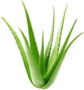 Organic Aloe Vera Powder