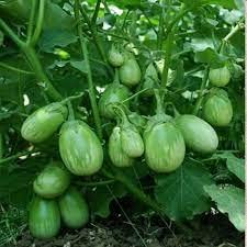 Brinjal seeds hybrid all seasons combo, all season hybrid combo brinjal seeds (Pack of 450) (B0CN4NT1SD) Amazon Price History, Amazon Price Tracker