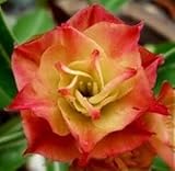 5 graines Adenium obesum \'Sunday\' – Rose du désert