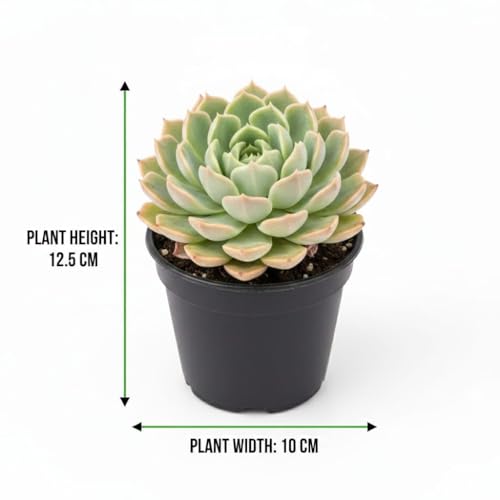 Image of live plants (LXM)