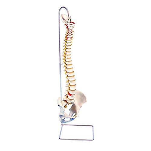 Image of Anatomical Model - Highly Flexible Flexible Spine Without Stand