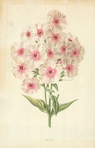 Toile Phlox de Frederick Edward Hulme pour sublimer l'ambiance de votre salon chic