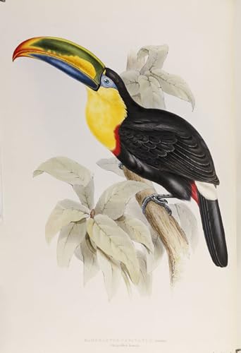 Pintura animal Bird de tucanes John Gould para decoración de pared