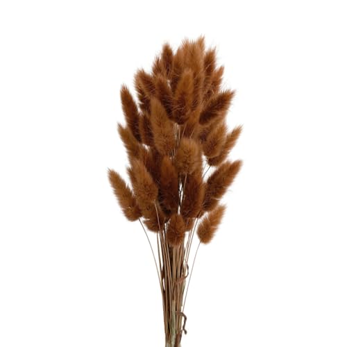 Aniyan 50 Stück Kaninchenschwanzgras Getrocknet Trockenblumen, Flauschige Bunny Tails Strauß, Lagurus Trockenblumen Deko für Vase Hochzeit Boho Wohnzimmer Tischdeko (Braun)