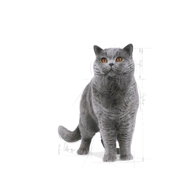 Amazon | ロイヤルカナン FBN ブリティッシュショートヘアー 成猫用