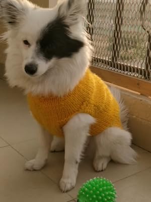See full amazon price history chart for Freshly Barked Classic Hand Knitted Winter Sweater for Dogs, Puppy, Pets | Specially Designed | Ultra Warm pet Clothes | Stylish Design|Comfortable & Soft Wool Yellow (32 Size) Freshly Barked Classic Hand Knitted Winter Sweater for Dogs, Puppy, Pets | Specially Designed | Ultra Warm pet Clothes | Stylish Design|Comfortable & Soft Wool Yellow (32 Size) (B0CP84F9KJ) Amazon Price History, Amazon Price Tracker