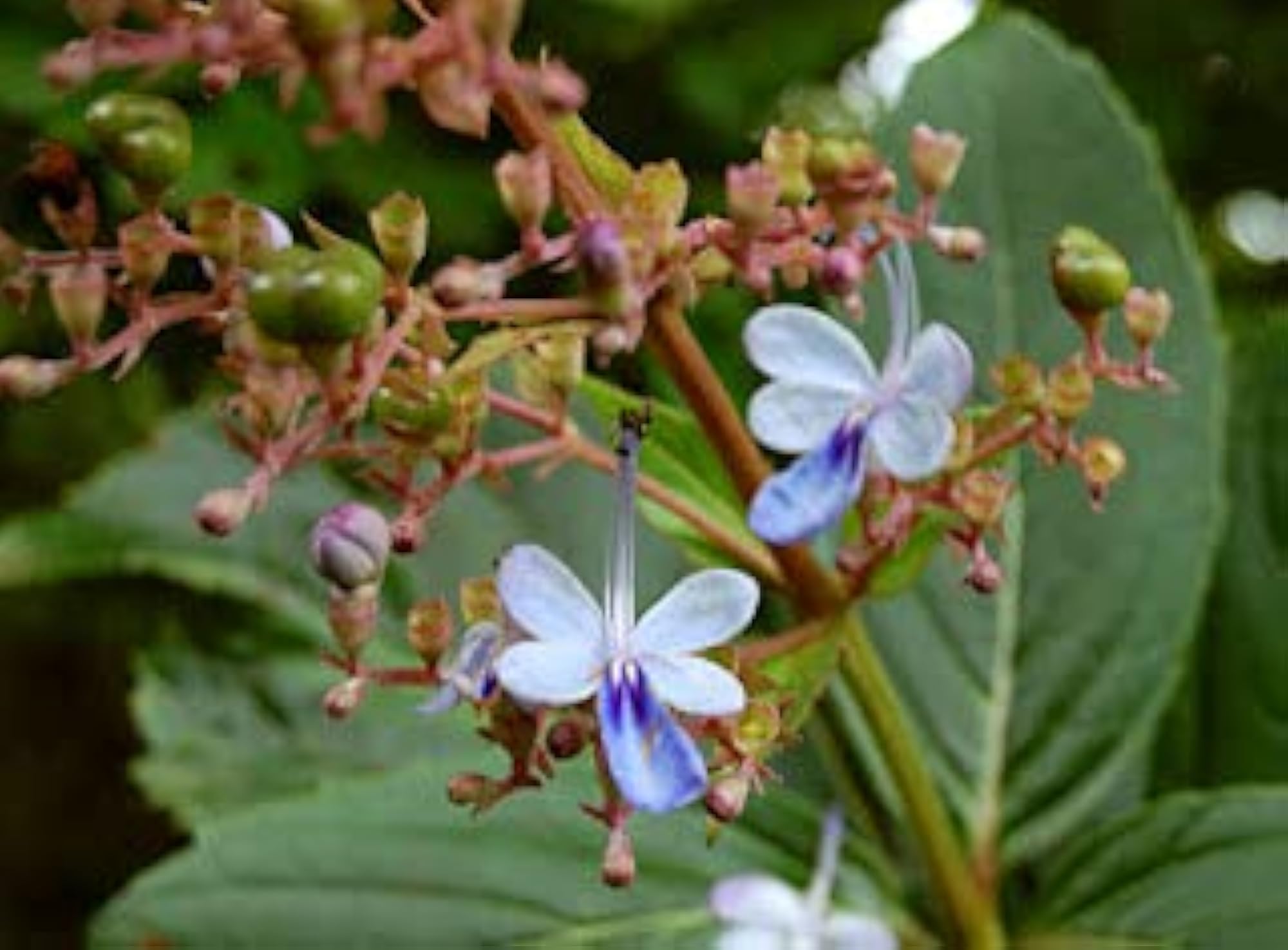 Siru Theku Root Clerodendrum Serratum Powder, 50g