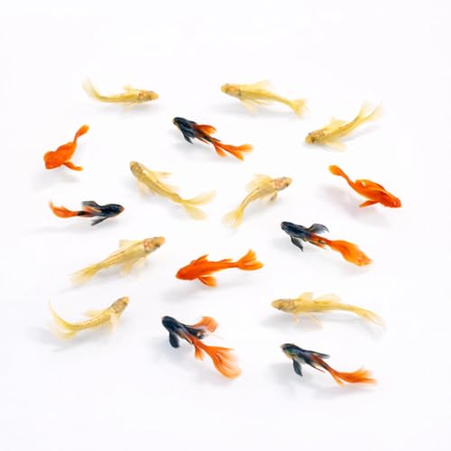 Seam Oasis Premium Live Fish Combo – Pack of 9 (3 Dambo Red Rose, 3 Goldfish Koi Standard Fin, 3...