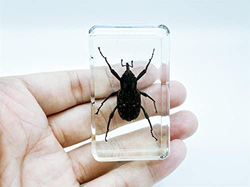 Image of Assorted Styles of Beetle and Insect Specimens, Clear Amber Resin Material Ideal for Kids' Science Education, Collecting, and Home Decoration 2.4″*1.4″*0.7″ (No.34)